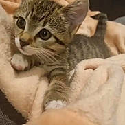Peggy is registered to the contest to win money with this photo: kitten, tabby, cat, pet, animal, feline, cute, young, whiskers, paw, blanket, soft, indoor, cozy, fur, small, curious, stretching, resting, domestic