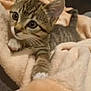 kitten, tabby, cat, pet, animal, feline, cute, young, whiskers, paw, blanket, soft, indoor, cozy, fur, small, curious, stretching, resting, domestic
