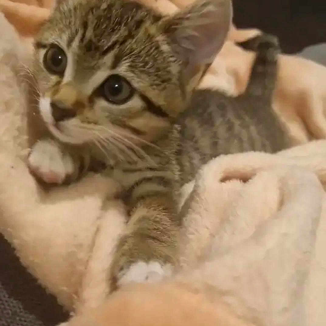 Peggy is registered to the contest to win money with this photo: animal, blanket, cat, cozy, curious, cute, domestic, feline, fur, indoor, kitten, paw, pet, resting, small, soft, stretching, tabby, whiskers, young