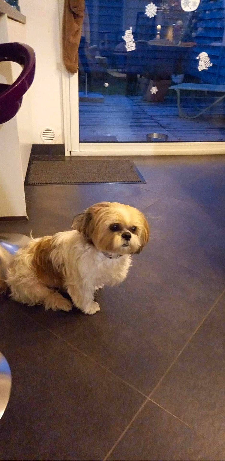 Geisha a rejoint le concours — aidez-le/la à gagner de superbes lots ! canidae, carnivore, companion_dog, curtain, dog, dog_breed, fawn, floor, flooring, fur, hardwood, liver, road_surface, shih_tzu, snout, sporting_group, toy_dog, window, wood, working_animal