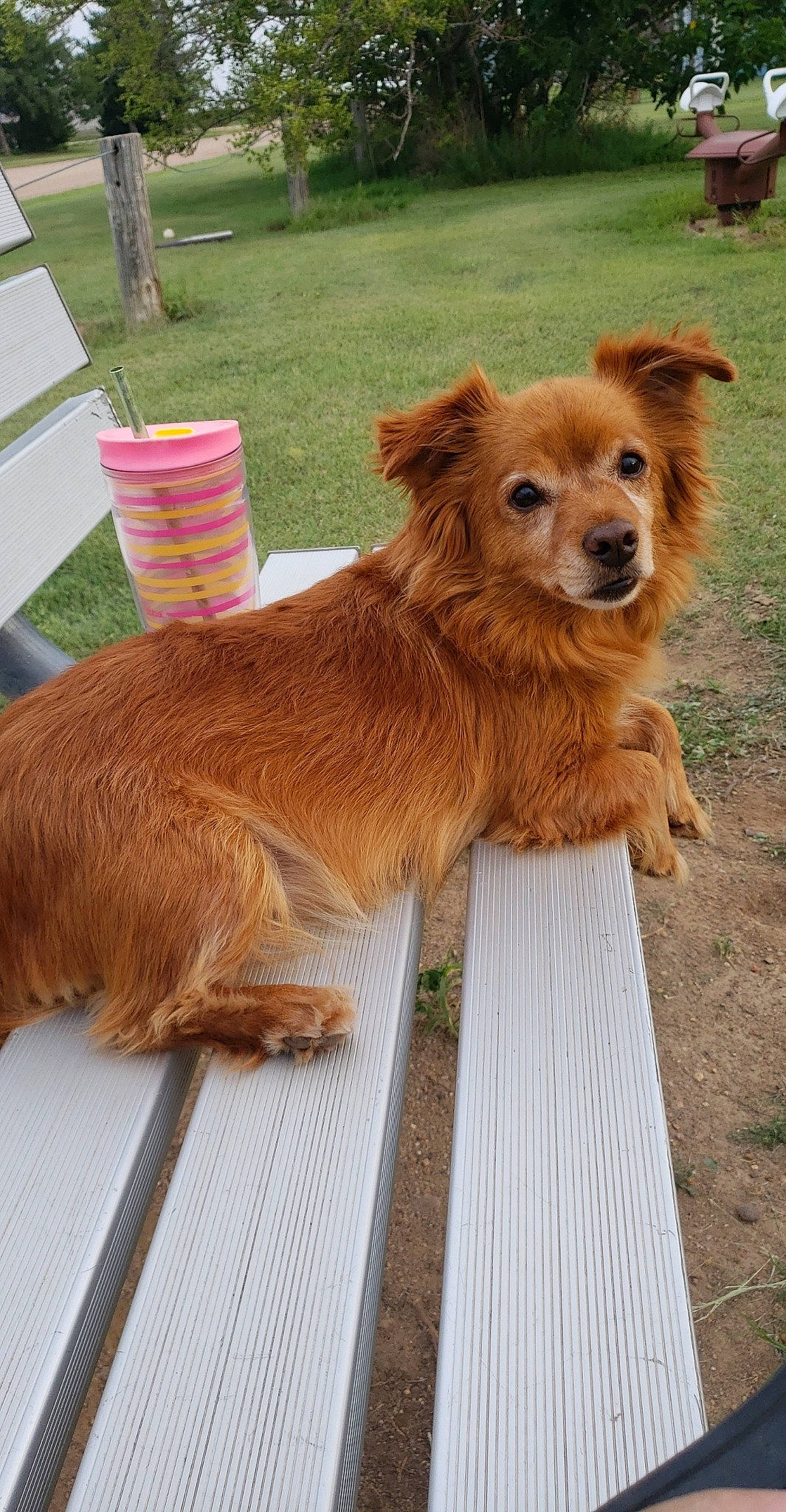 Butter is registered to the contest to win money with this photo: canidae, carnivore, collar, companion_dog, dog, dog_breed, dog_supply, fawn, fur, giant_dog_breed, grass, liver, plant, snout, sporting_group, tail, terrestrial_animal, whiskers, wood, working_animal