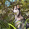 Robbie Rudolf Meyer is registered to the contest to win money with this photo: alert, animal, canine, daylight, dog, foliage, forest, greenery, husky, leaf, mammal, nature, outdoor, pet, plant, portrait, sitting, sunlight, tree, wild