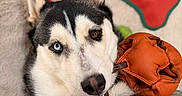 Robbie Rudolf Meyer is registered to the contest to win money with this photo: animal, blue_eye, bone_toy, brown_eye, canine, close_up, cute, dog, ears, fluffy_bed, fur, heterochromia, husky, indoor, leather_toy, mouth, nose, pet_toy, playful, relaxed