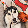 animal, blue_eye, bone_toy, brown_eye, canine, close_up, cute, dog, ears, fluffy_bed, fur, heterochromia, husky, indoor, leather_toy, mouth, nose, pet_toy, playful, relaxed