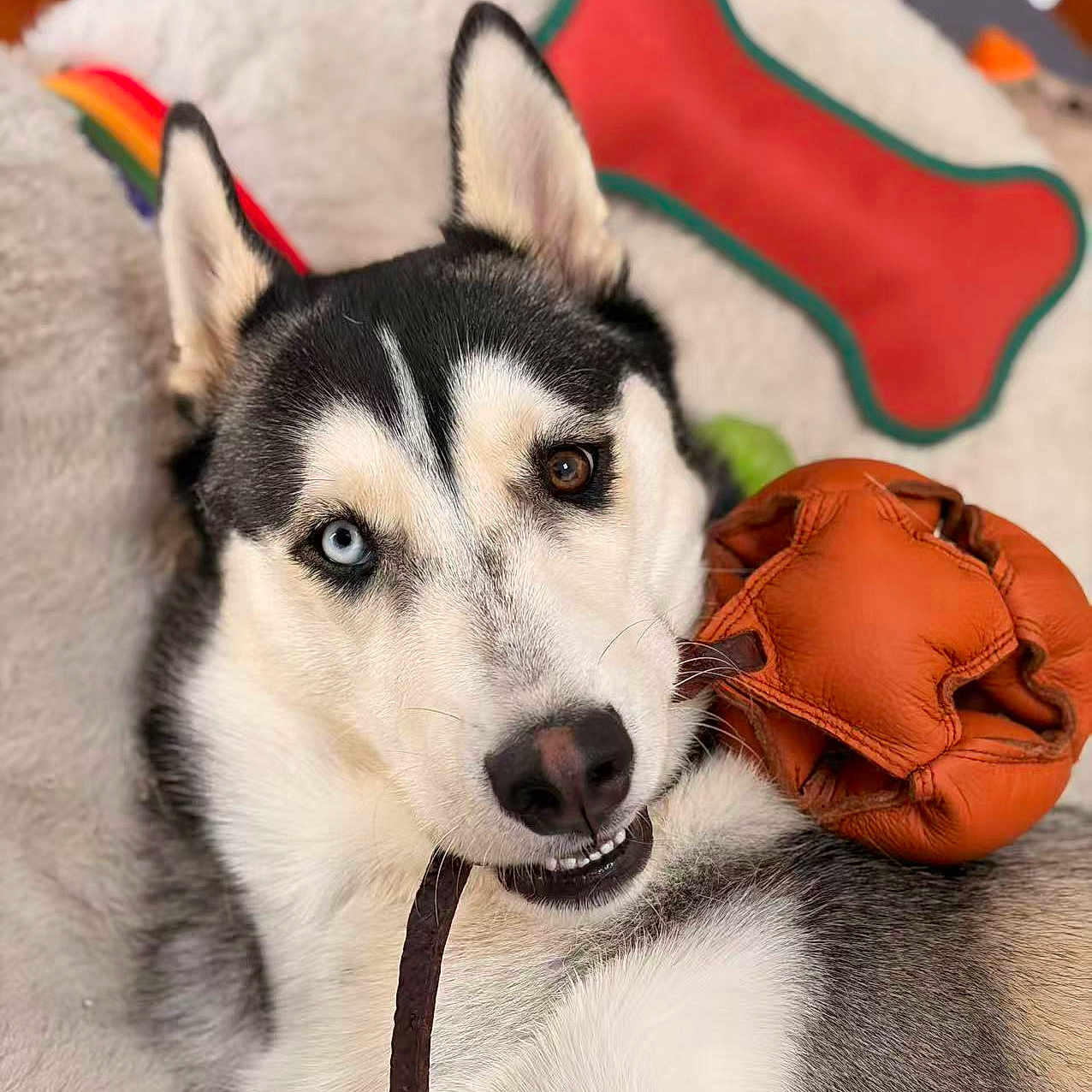 Robbie Rudolf Meyer is registered to the contest to win money with this photo: animal, blue_eye, bone_toy, brown_eye, canine, close_up, cute, dog, ears, fluffy_bed, fur, heterochromia, husky, indoor, leather_toy, mouth, nose, pet_toy, playful, relaxed