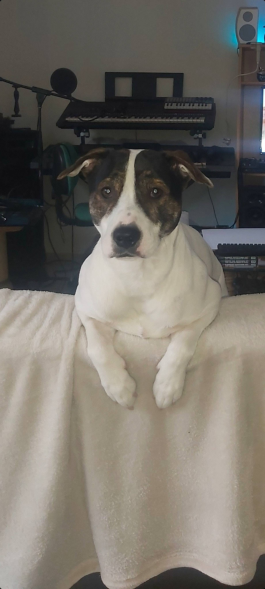 Jazz a rejoint le concours — aidez-le/la à gagner de superbes lots ! canidae, carnivore, collar, comfort, companion_dog, computer_keyboard, couch, dog, dog_breed, fawn, fur, non_sporting_group, snout, sporting_group, whiskers, working_animal