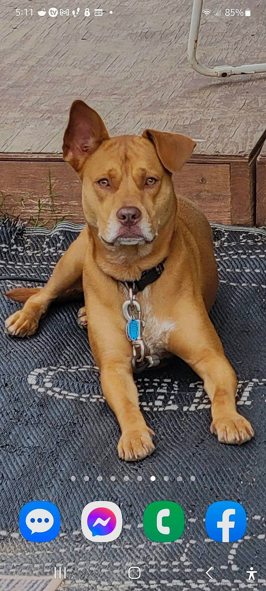 Roxie joined the competition — help win amazing prizes! ancient_dog_breeds, canidae, carnivore, collar, companion_dog, dog, dog_breed, dog_collar, fawn, guard_dog, liver, molosser, non_sporting_group, sporting_group, street_dog, whiskers, working_animal, working_dog