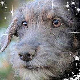 Babette