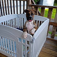 Rosie is registered to the contest to win money with this photo: puppy, dog, playpen, white, brindle, tongue_out, wooden_porch, outdoor, greenery, fence, pet, animal, cute, young_dog, playful, smiling, daylight, metal_hinge, floor, vertical_bars