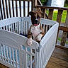 puppy, dog, playpen, white, brindle, tongue_out, wooden_porch, outdoor, greenery, fence, pet, animal, cute, young_dog, playful, smiling, daylight, metal_hinge, floor, vertical_bars