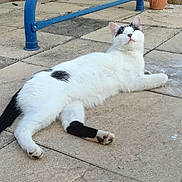 Bounty a rejoint le concours — aidez-le/la à gagner de superbes lots ! cat, black_and_white, animal, pet, outdoor, relaxed, lying_down, pavement, tiles, sunlight, content, fur, tail, whiskers, ears, nature, daytime, quiet, peaceful, resting