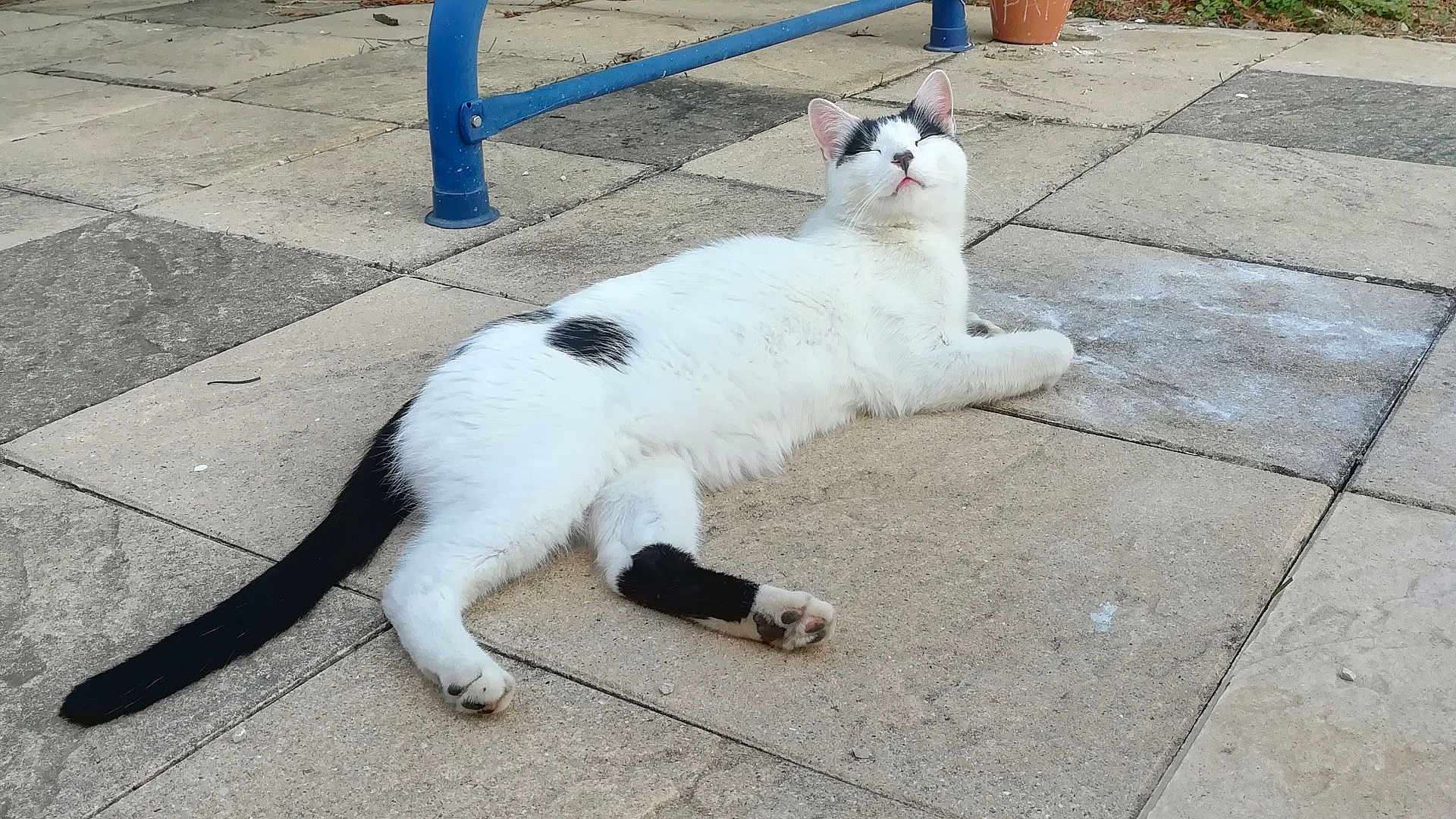 Bounty a rejoint le concours — aidez-le/la à gagner de superbes lots ! cat, black_and_white, animal, pet, outdoor, relaxed, lying_down, pavement, tiles, sunlight, content, fur, tail, whiskers, ears, nature, daytime, quiet, peaceful, resting