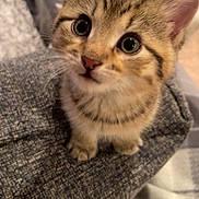 Sushi joined the competition — help win amazing prizes! kitten, tabby_cat, cute, pet, animal, indoor, feline, small, young, curious, whiskers, ears, eyes, fur, texture, gray_fabric, cozy, home, closeup, portrait