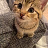 kitten, tabby_cat, cute, pet, animal, indoor, feline, small, young, curious, whiskers, ears, eyes, fur, texture, gray_fabric, cozy, home, closeup, portrait