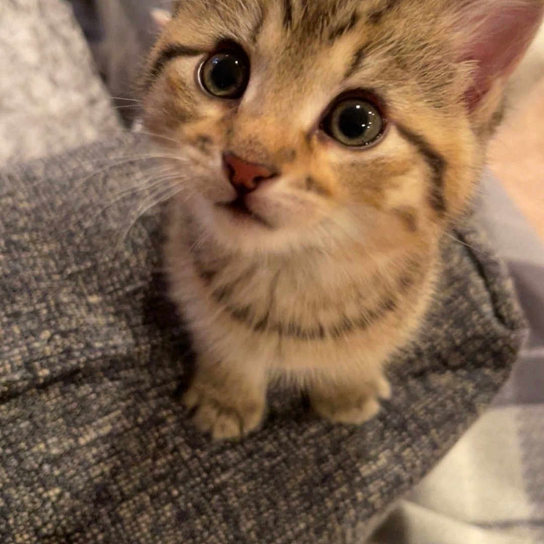 Sushi joined the competition — help win amazing prizes! kitten, tabby_cat, cute, pet, animal, indoor, feline, small, young, curious, whiskers, ears, eyes, fur, texture, gray_fabric, cozy, home, closeup, portrait