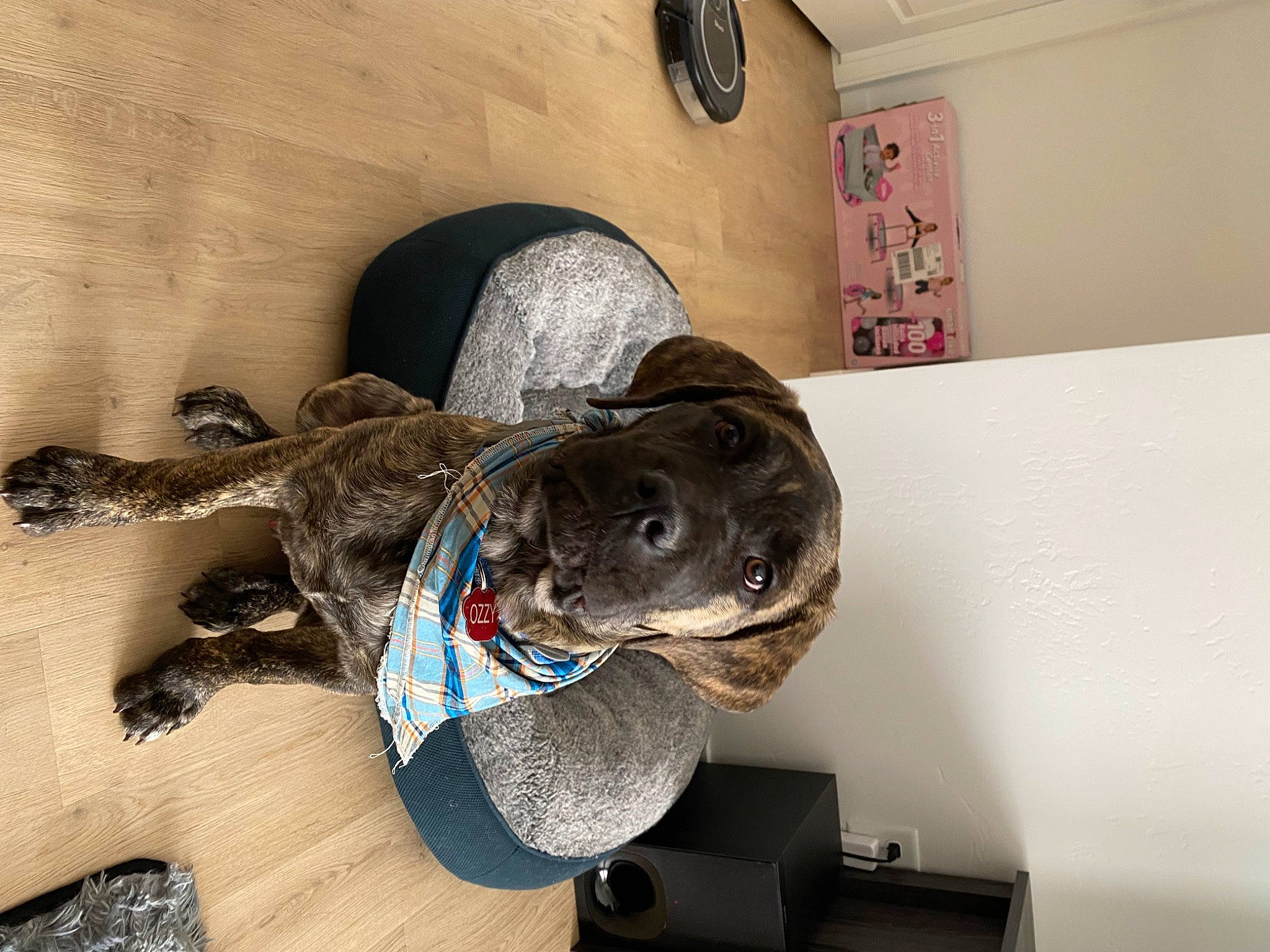 Ozzy is registered to the contest to win money with this photo: canidae, carnivore, collar, companion_dog, dog, dog_breed, fawn, flooring, hardwood, non_sporting_group, personal_protective_equipment, pet_supply, picture_frame, snout, sporting_group, wood, working_animal