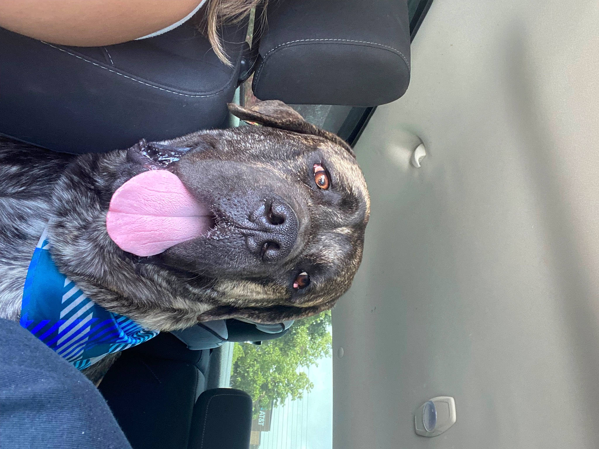 Ozzy is registered to the contest to win money with this photo: canidae, carnivore, collar, companion_dog, dog, dog_breed, dog_collar, electric_blue, eyewear, fawn, fur, plant, snout, sporting_group, sunglasses, tree, vehicle_door, whiskers, window, working_animal