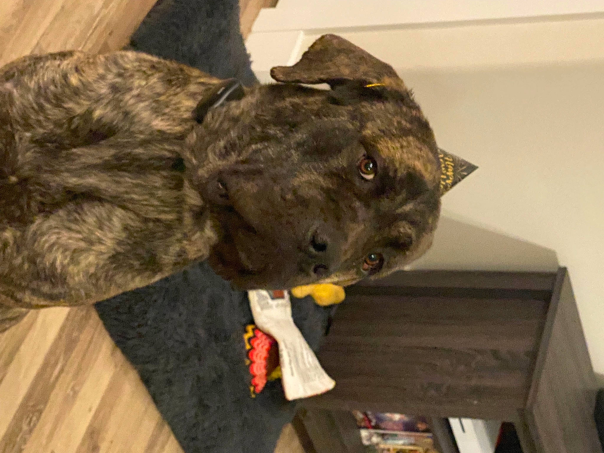 Ozzy is registered to the contest to win money with this photo: canidae, carnivore, collar, companion_dog, dog, dog_breed, dog_collar, fawn, felidae, fur, guard_dog, liver, non_sporting_group, small_to_medium_sized_cats, snout, sporting_group, tail, terrestrial_animal, whiskers, working_animal