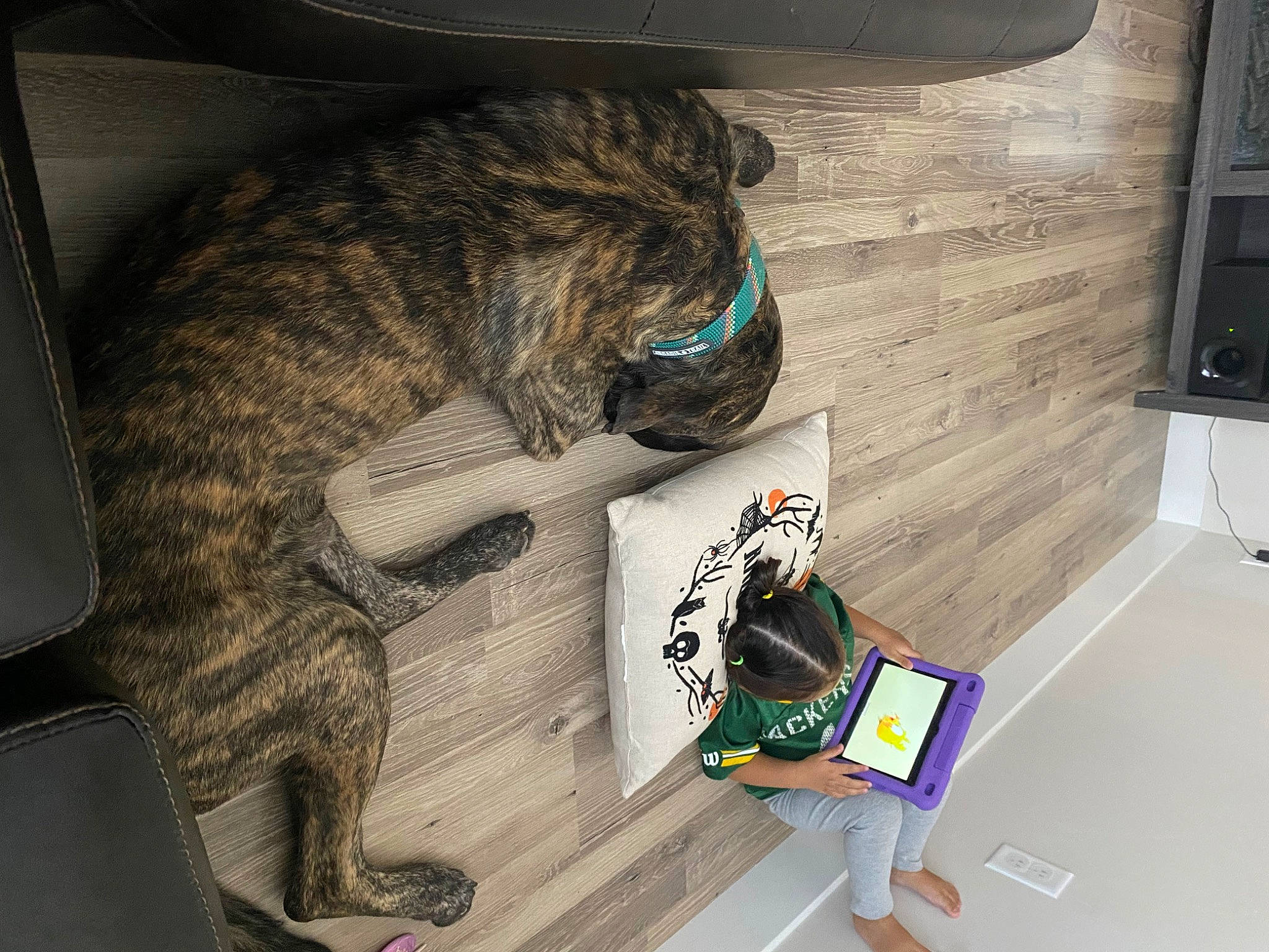 Ozzy joined the competition — help win amazing prizes! canidae, carnivore, comfort, companion_dog, display_device, dog, dog_breed, fawn, felidae, fur, gadget, machine, room, small_to_medium_sized_cats, snout, sporting_group, tablet_computer, tail, toy, whiskers