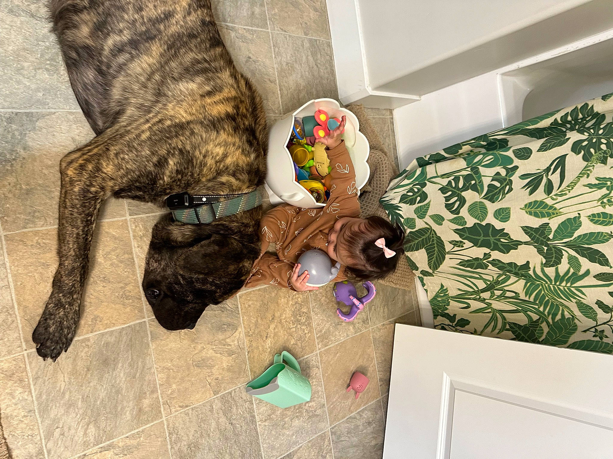 Ozzy joined the competition — help win amazing prizes! art, bag, comfort, companion_dog, couch, dog, flooring, fur, guard_dog, linens, pattern, play, plush, room, stuffed_toy, tail, toy, visual_arts, wood