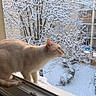 Binni participe au concours pour gagner de l'argent avec cette photo : animal, apartment, balcony, building, cat, cold, curious, daylight, frost, fur, landscape, nature, outdoor, pet, quiet, snow, tree, window, windowsill, winter