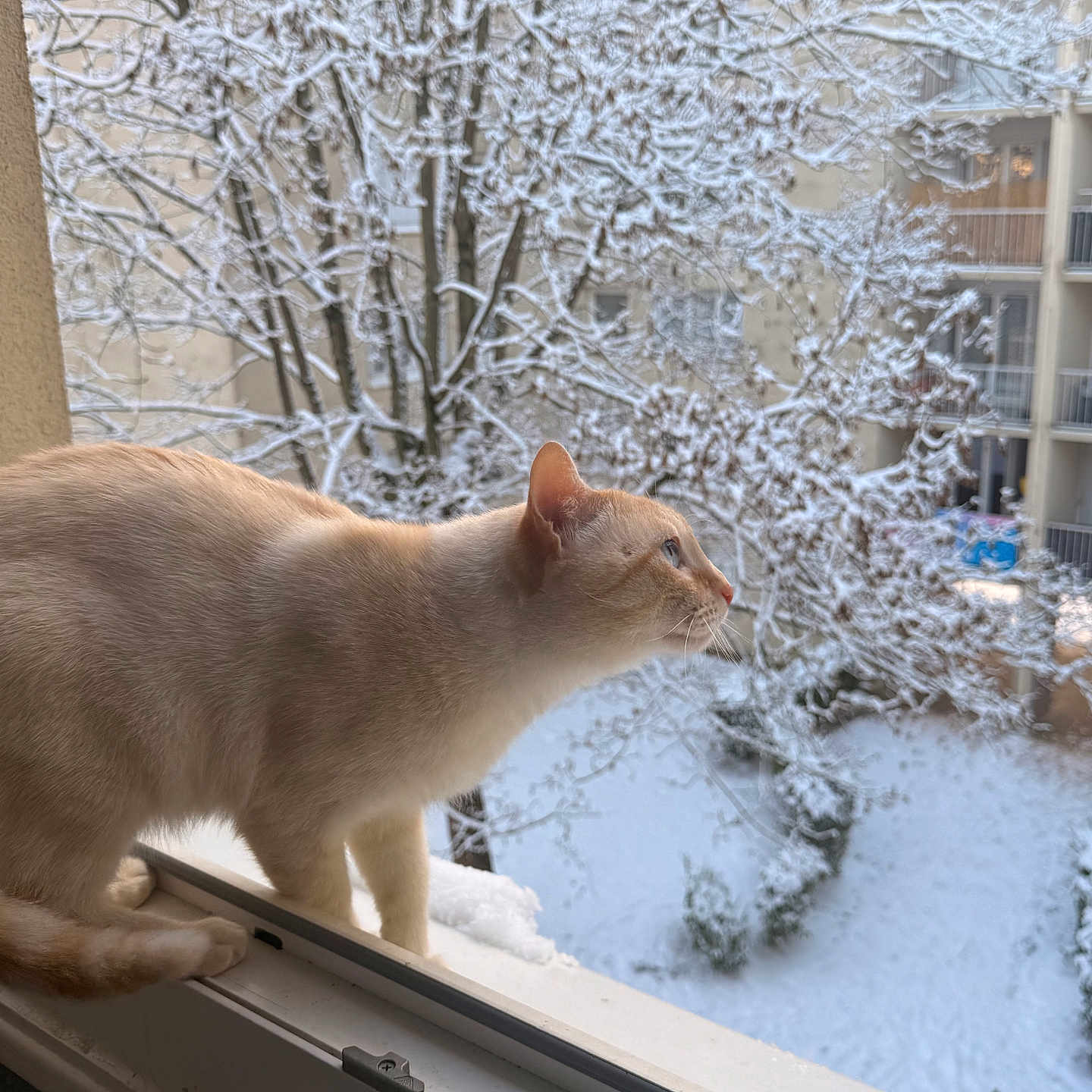 Binni participe au concours pour gagner de l'argent avec cette photo : animal, apartment, balcony, building, cat, cold, curious, daylight, frost, fur, landscape, nature, outdoor, pet, quiet, snow, tree, window, windowsill, winter
