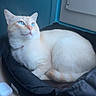 blue_eyes, cat, cozy, cream_colored, domestic_animal, ears, feline, fur, home, indoor, looking_up, natural_light, pet_bed, quiet, relaxed, resting, tail, whiskers, window, wooden_surface