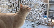 Binni participe au concours pour gagner de l'argent avec cette photo : animal, apartment_building, balconies, calm, cat, close_up, cream_colored, curious, daylight, feline, frosted_tree, looking_up, nature, outdoor, pet, side_view, snow, urban, windowsill, winter