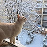 animal, apartment_building, balconies, calm, cat, close_up, cream_colored, curious, daylight, feline, frosted_tree, looking_up, nature, outdoor, pet, side_view, snow, urban, windowsill, winter