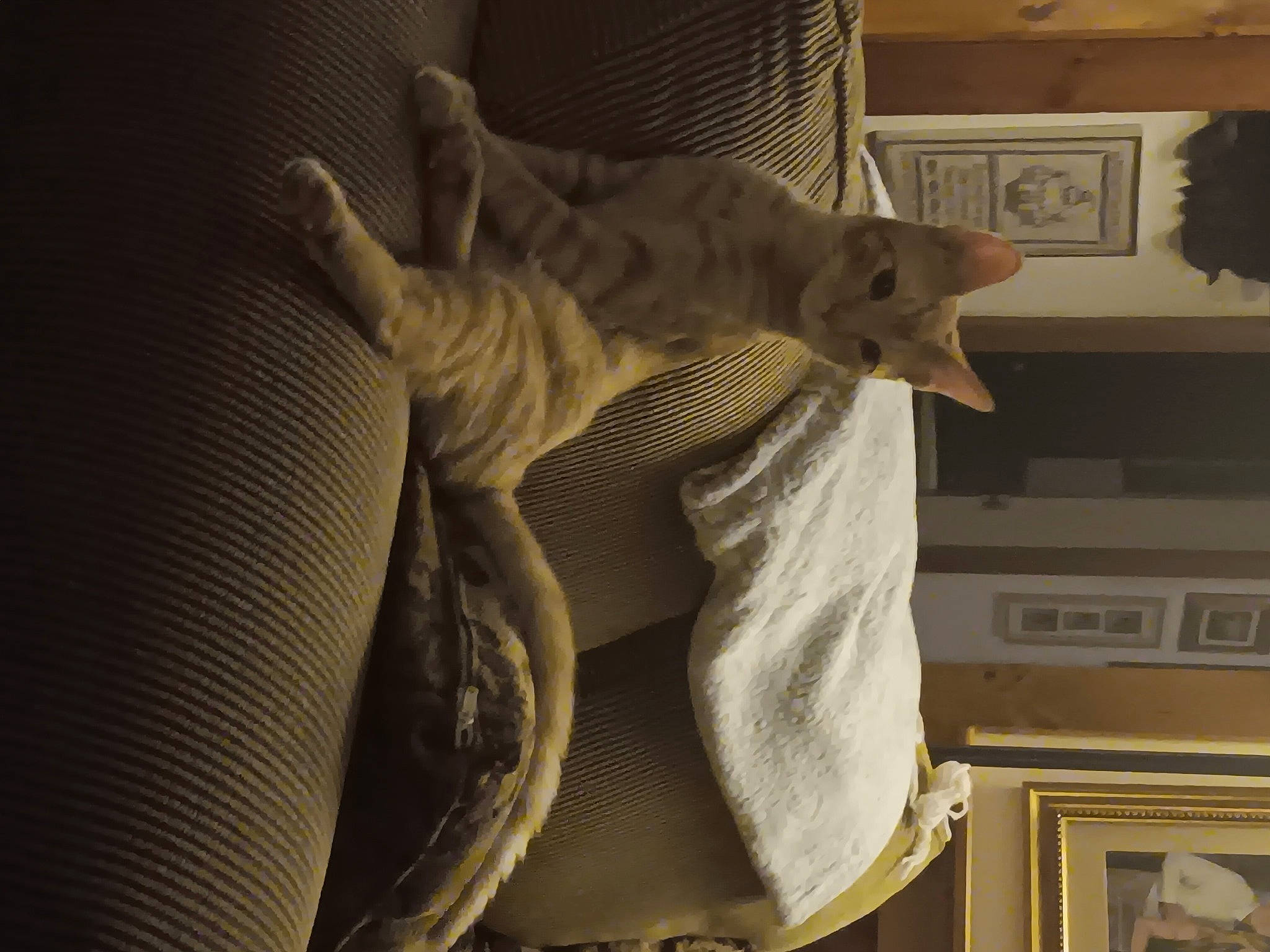 Rocco is registered to the contest to win money with this photo: ceiling, comfort, darkness, domestic_short_haired_cat, fawn, felidae, flooring, fur, linens, picture_frame, room, sculpture, small_to_medium_sized_cats, tail, whiskers, wood