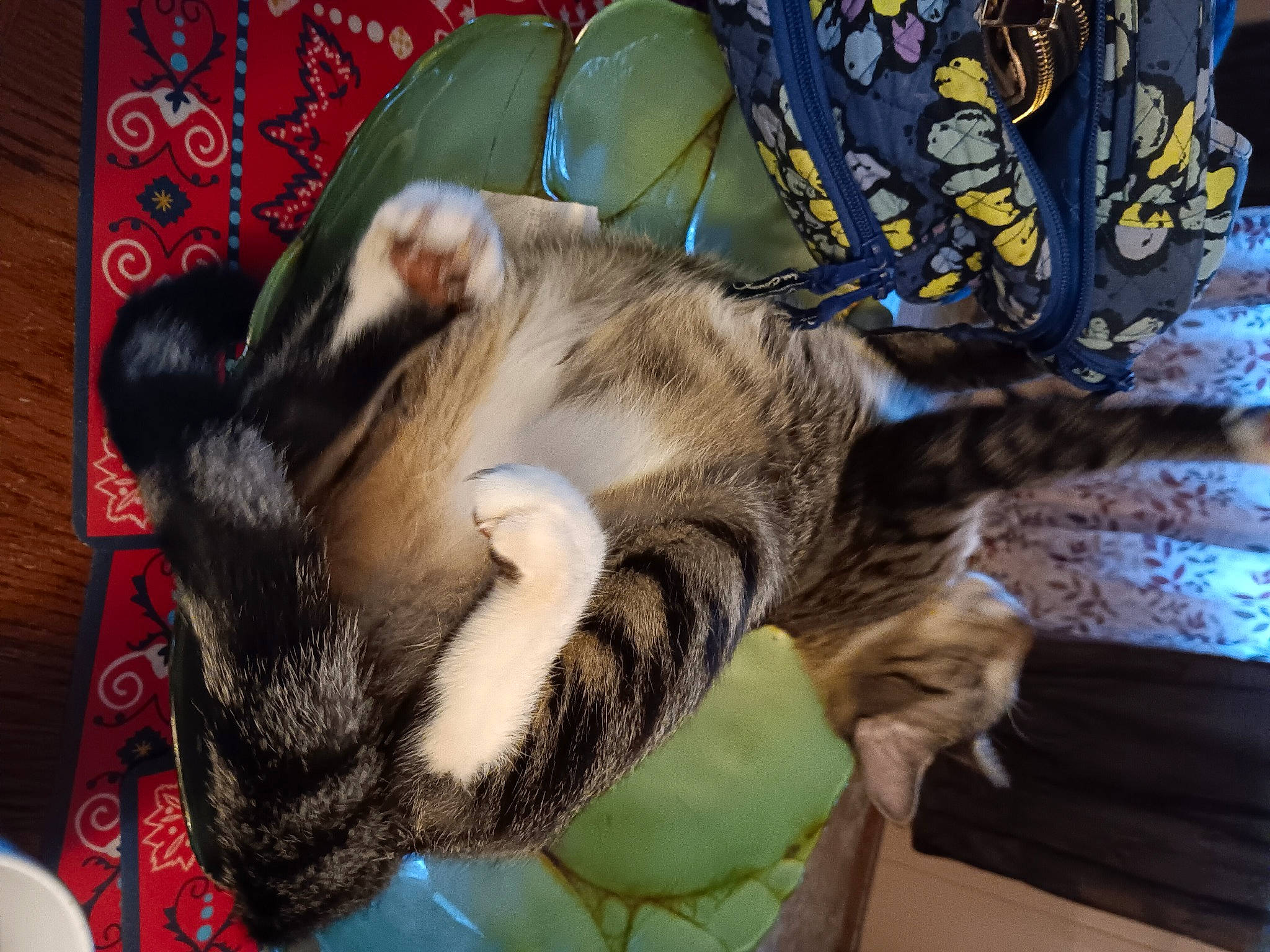 Rascal is registered to the contest to win money with this photo: canidae, carnivore, cat, claw, comfort, couch, dog_breed, domestic_short_haired_cat, felidae, fur, nap, paw, small_to_medium_sized_cats, snout, tail, whiskers, wood