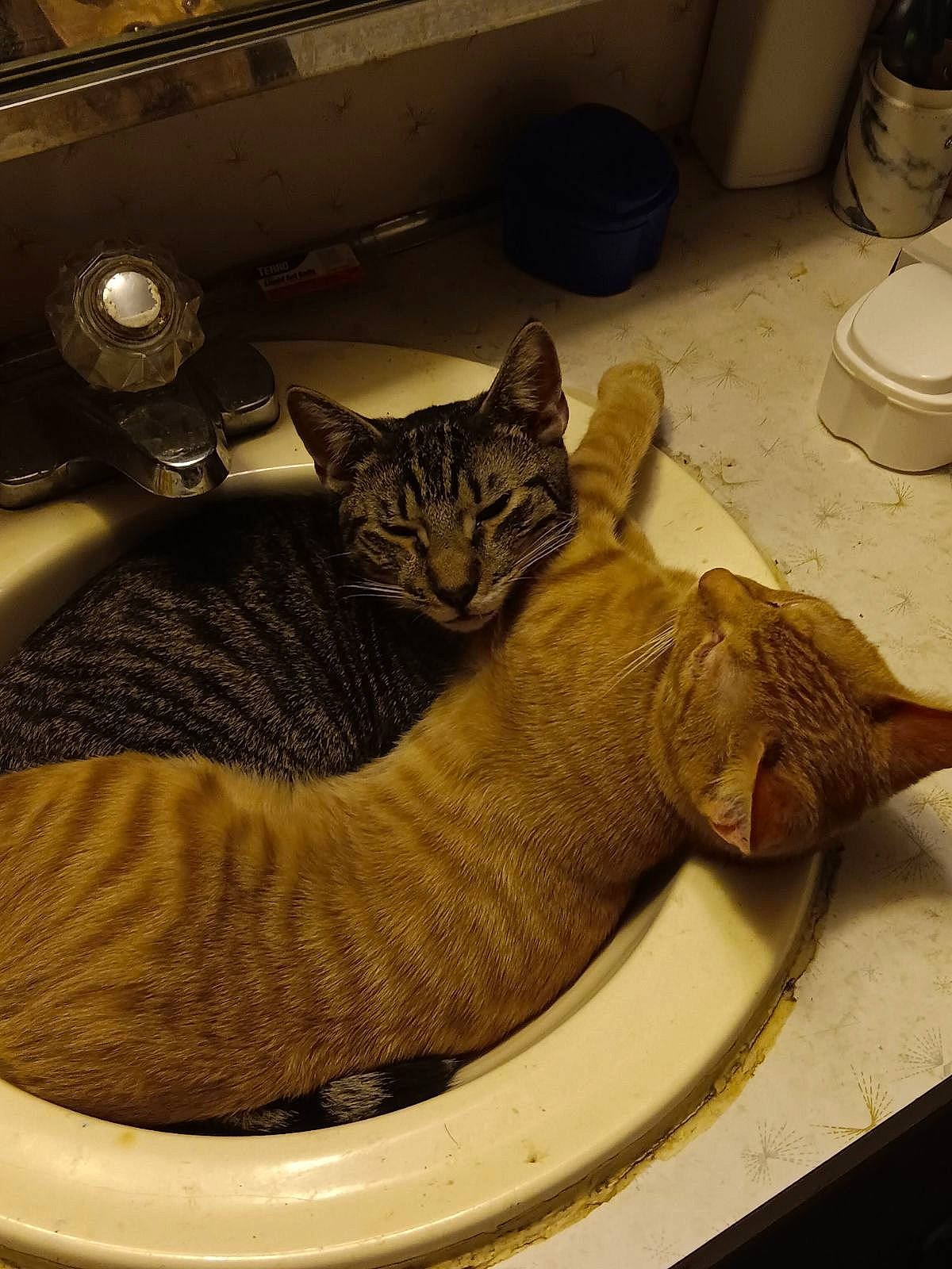 Rascal joined the competition — help win amazing prizes! automotive_tire, carnivore, cat, comfort, cup, domestic_short_haired_cat, felidae, fur, metal, paper_towel, room, serveware, shipping_box, small_to_medium_sized_cats, snout, tail, terrestrial_animal, vehicle, whiskers, wood