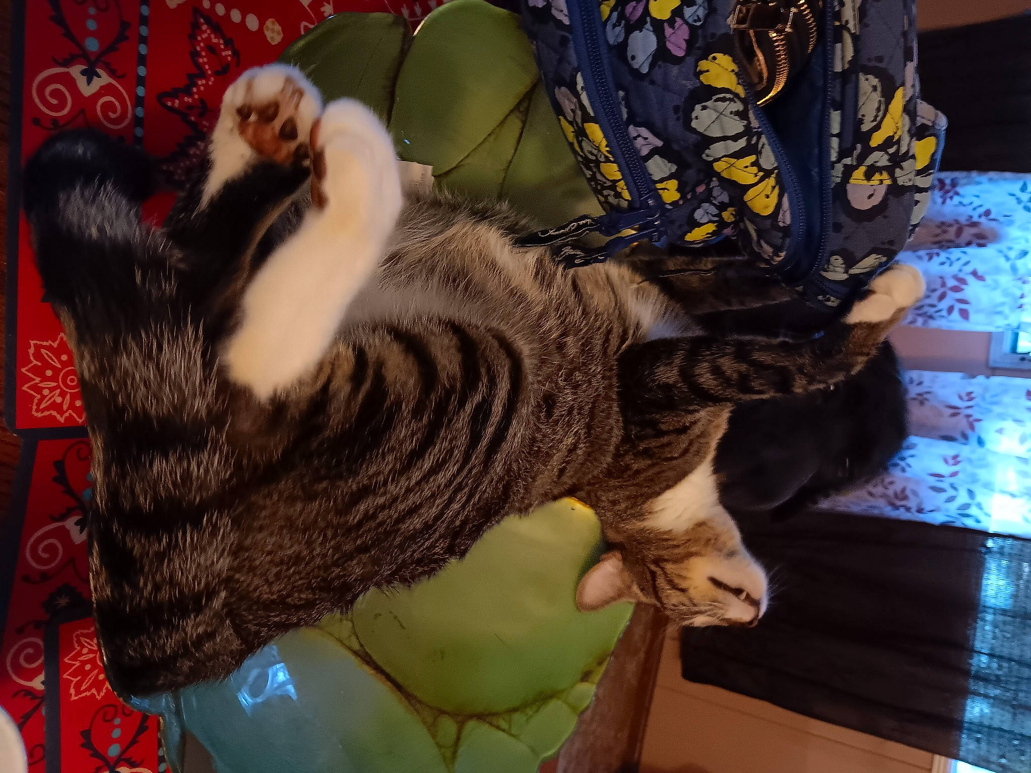 Rascal joined the competition — help win amazing prizes! bag, carnivore, cat, claw, comfort, domestic_short_haired_cat, felidae, foot, fur, gesture, lap, metal, military_camouflage, organism, pattern, paw, small_to_medium_sized_cats, tail, visual_arts, whiskers