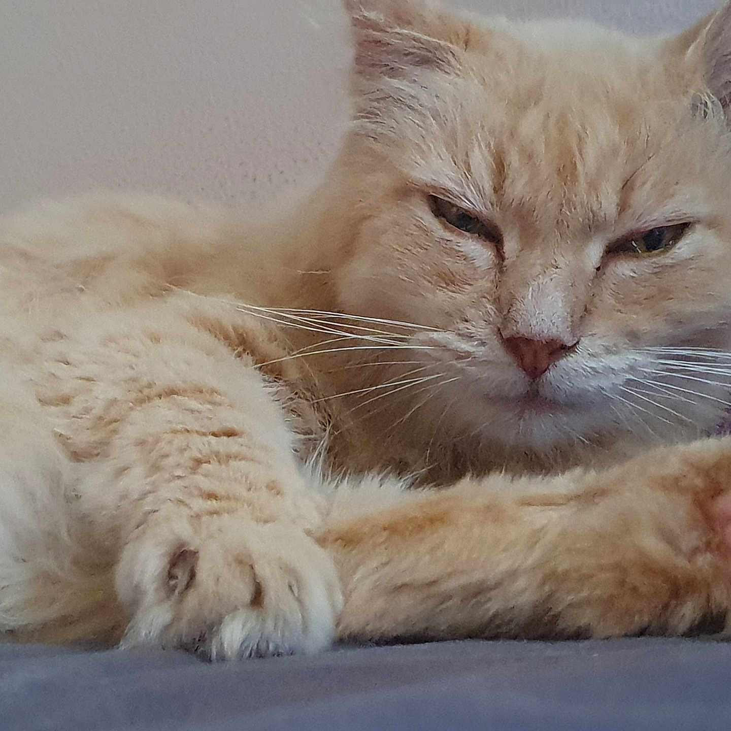 Francis