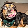 dog, pet, tongue, licking, green_harness, brown_and_black_fur, couch, blanket, indoor, close_up, funny_expression, large_eyes, animal, cute, small_dog, resting, cozy, houseplant, fur, face