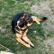 Uby participe au concours pour gagner de l'argent avec cette photo : dog, german_shepherd, grass, outdoor, animal, pet, canine, fur, ears, paws, collar, stick, nature, laying, ground, curious, alert, brown, black, daylight