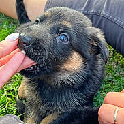 Uby a rejoint le concours — aidez-le/la à gagner de superbes lots ! animal, black_and_tan, closeup, cute, dog, fingers, fur, german_shepherd, grass, hand, legs, nature, nibbling, outdoor, person, pet, playful, puppy, sunlight, young