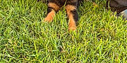 Uby participe au concours pour gagner de l'argent avec cette photo : animal, bench, casual, collar, cute, dog, footwear, german_shepherd, grass, greenery, jeans, nature, outdoor, person, pet, puppy, resting, summer, sunlight, young_dog