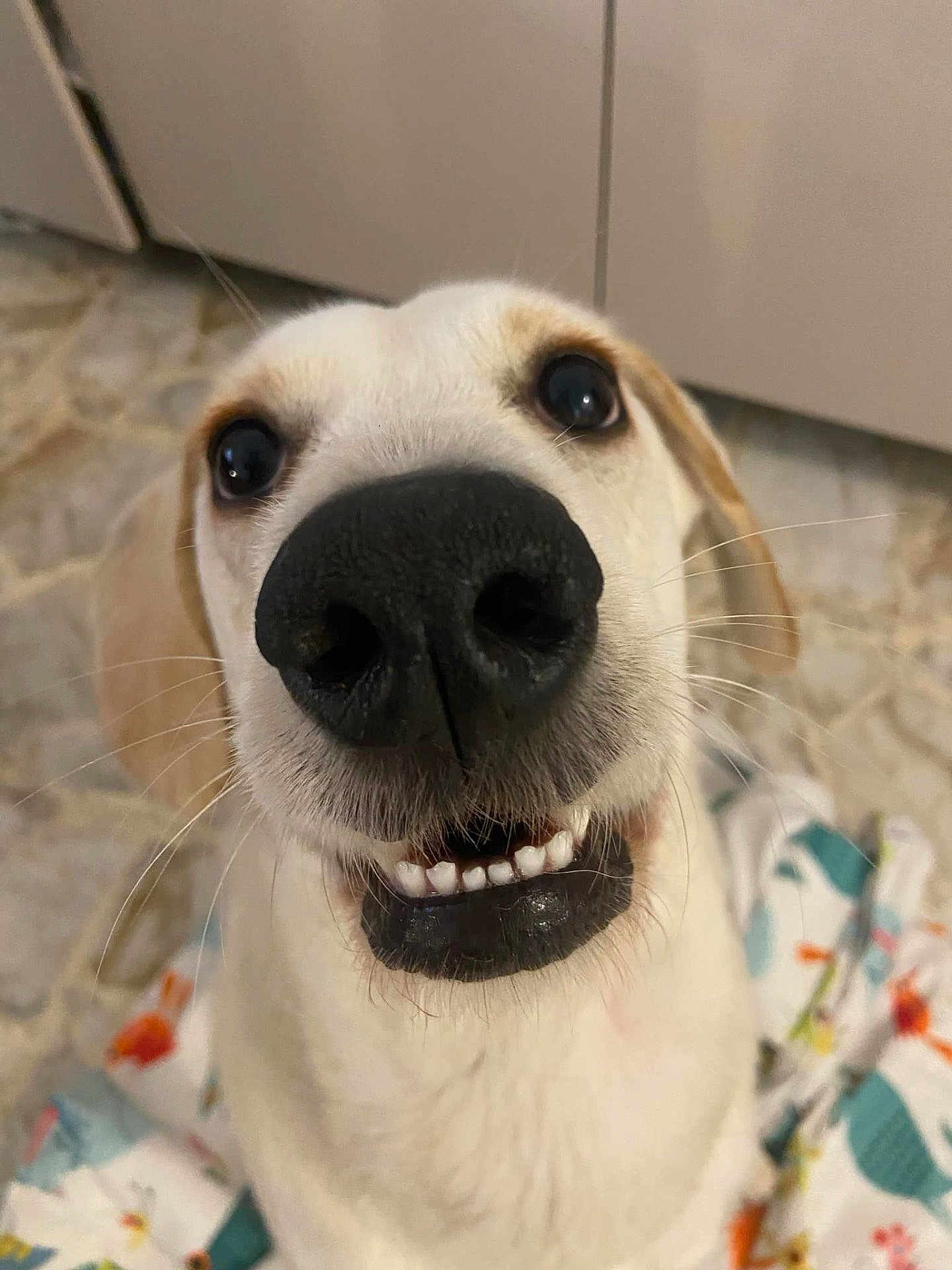 Lola