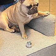 Maya joined the competition — help win amazing prizes! animal, canine, companion, couch, dog, domestic_animal, ears, face, floor, french_bulldog, furniture, gray, indoor, looking, paw, pet, relaxed, resting, small_object, tile_floor