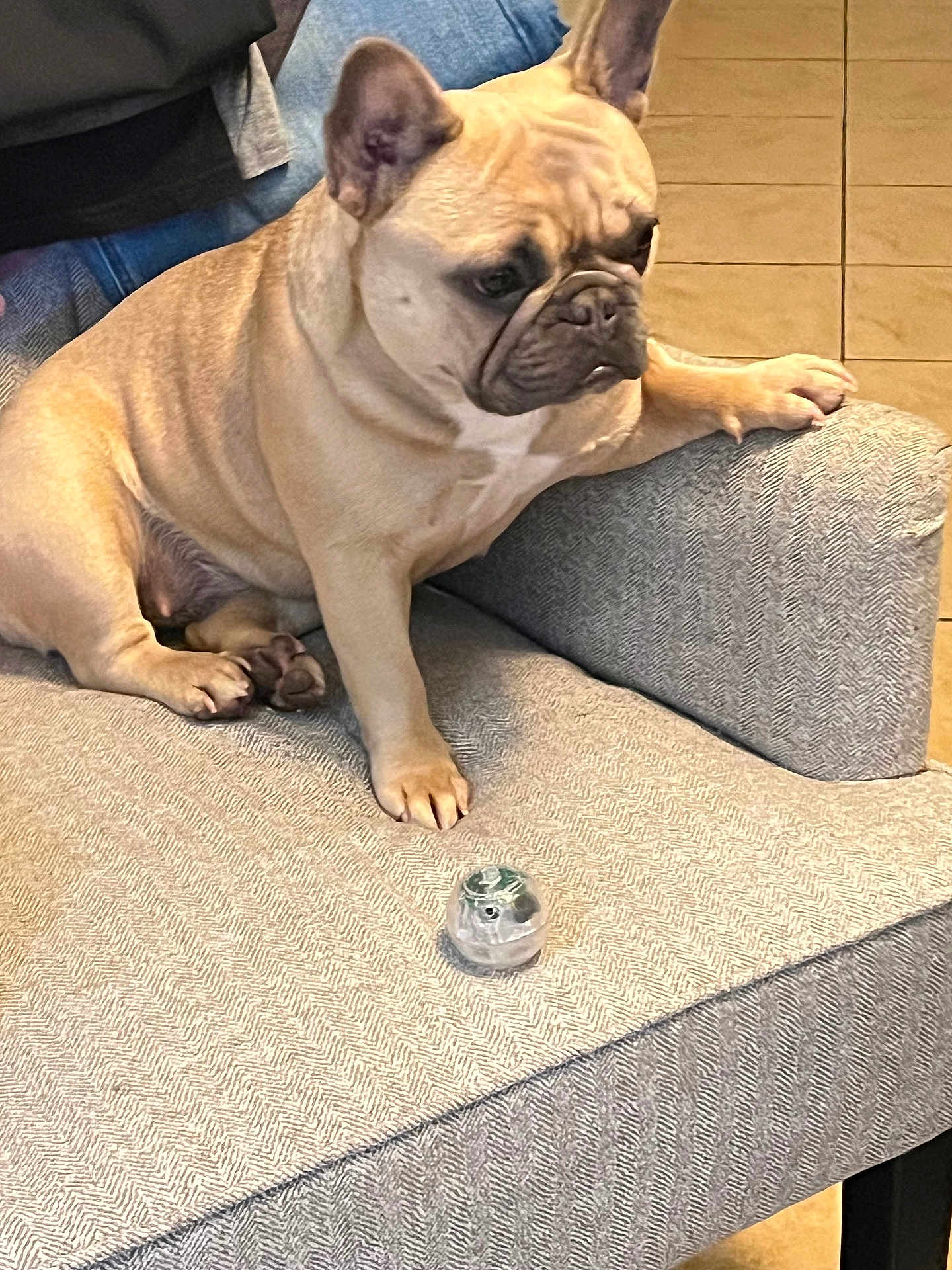 Maya