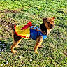 Haylee joined the competition — help win amazing prizes! animal, blue_dress, brown_dog, costume, cute, dog, ears, fur, grass, nature, outdoor, pet, playful, portrait, red_bow, small_dog, standing, sunlight, tail, yellow_skirt