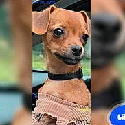 Lilbits is registered to the contest to win money with this photo: animal, blurred_background, brown_dog, canine, car, closeup, collar, companion, cute, dog, expression, face, indoors, pet, portrait, puppy, seat, small_dog, sweater, window