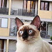 Dehbia participe au concours pour gagner de l'argent avec cette photo : alert, animal, animal_portrait, balcony, blue_eyes, building, cat, close_up, curious, daylight, ears, fur, outdoor, paws, pet, portrait, residential, siamese_cat, whiskers, window