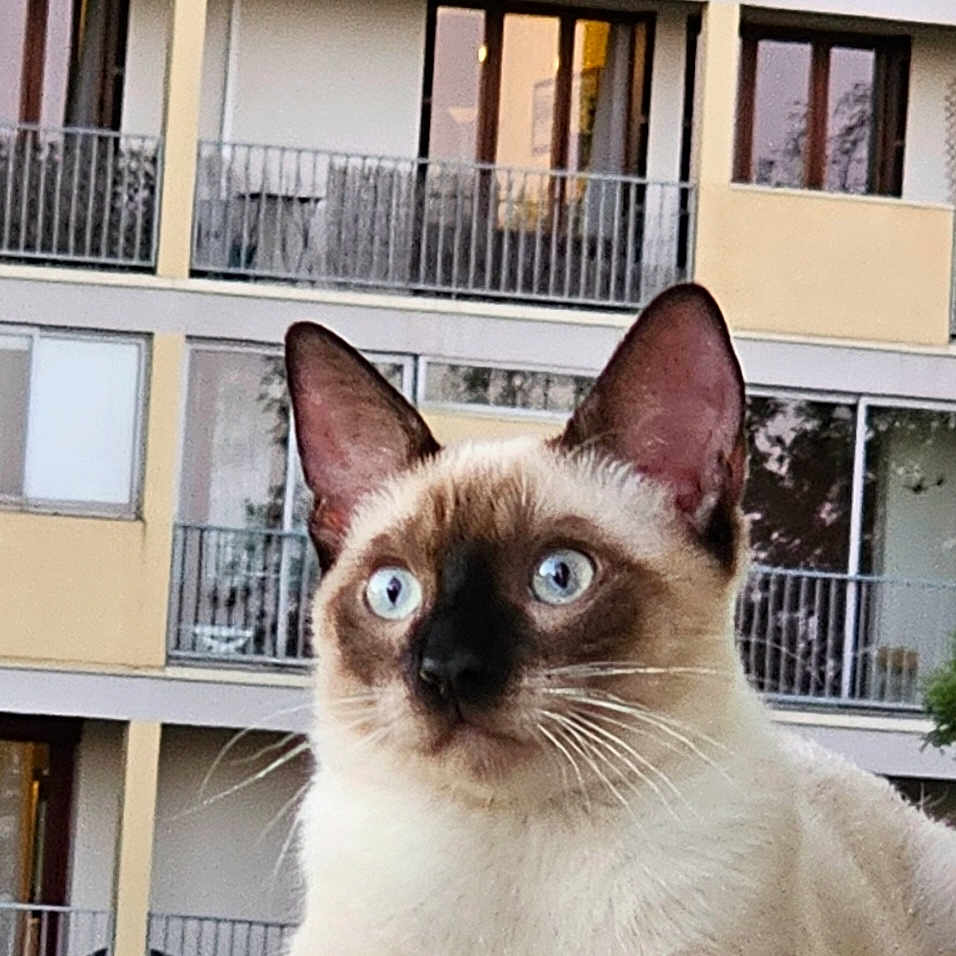 Dehbia participe au concours pour gagner de l'argent avec cette photo : alert, animal, animal_portrait, balcony, blue_eyes, building, cat, close_up, curious, daylight, ears, fur, outdoor, paws, pet, portrait, residential, siamese_cat, whiskers, window