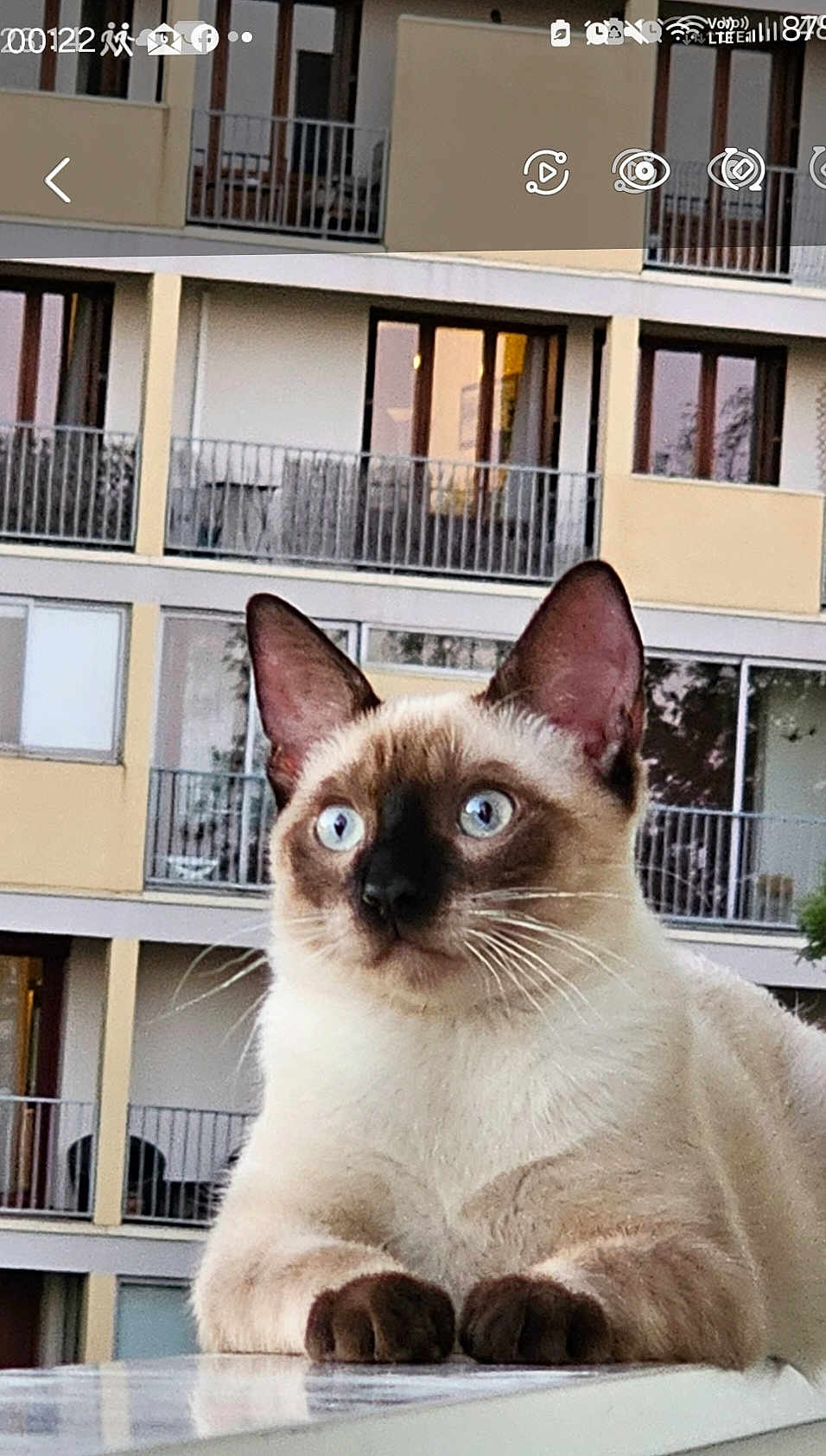 Dehbia participe au concours pour gagner de l'argent avec cette photo : alert, animal, animal_portrait, balcony, blue_eyes, building, cat, close_up, curious, daylight, ears, fur, outdoor, paws, pet, portrait, residential, siamese_cat, whiskers, window