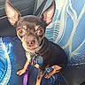 Mia is registered to the contest to win money with this photo: alert, animal, blue_pattern, brown, chihuahua, collar, cute, dog, ears, fur, indoor, leash, looking_up, nose, paw, pet, seat, sitting, small_dog, tags
