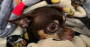 Mia is registered to the contest to win money with this photo: blanket, brown, close_up, comfort, cozy, cute, dog, ear, eye, fur, indoors, nest, patterned_blanket, pet, resting, small_dog, snuggled, soft, texture, warm