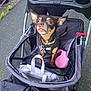 Mia is registered to the contest to win money with this photo: dog, stroller, leash, bag, outdoor, path, person, pet, small_dog, curious, black_and_tan, walking, leash_handle, pavement, nature, hands, ears_up, eyes_wide, collar, harness