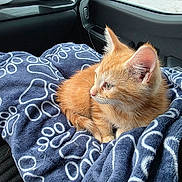 Ollie is registered to the contest to win money with this photo: kitten, cat, orange_cat, pet, blanket, paw_prints, cozy, car_interior, window, fur, animal, cute, young_cat, resting, soft_texture, indoor, transport, travel, comfort, relaxed